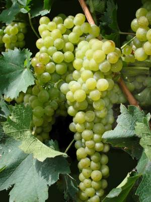 hranljive vrednosti grozdja