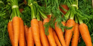 Šargarepa – kako je gajiti i koji su sve zdravstveni benefiti ovog povrća?
